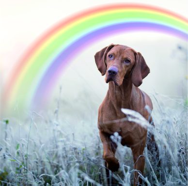 A beautiful dog standing under a rainbow.